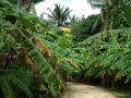 Eine Bananen-Plantage am Sandweg zum Bungalow-Resort Billy's Place nahe Pangai auf der Südsee-Insel Lifuka im Königreich Tonga.