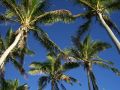 Die Palmen wiegen sich im Wind - Billy's Place nahe Pangai auf der Südsee-Insel Lifuka im Königreich Tonga.