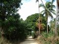 Kokos-Plantagen auf der Insel Lifuka im Königreich Tonga