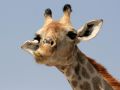 Tiere in Afrika - Giraffen-Porträt - Giraffa camelopardalis - Wildlife im Etosha National Park an der grossen Salzpfanne im Norden Namibias