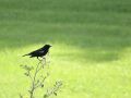 Rotschulterstärling - Red-winged Blackbird - Agelaius phoeniceus