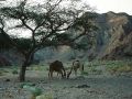 Wüste Sinai - drei Tage mit Beduinen und Kamelen unterwegs im Sinai