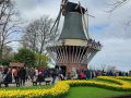 Der Keukenhof in Lisse nahe Amsterdam, ein Tulpen-Paradies - die Holländer Windmühle