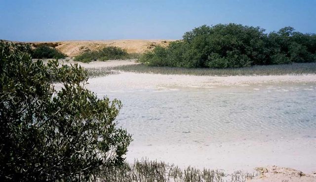 Mangroven-Wäldchen -  Ras Muhammed, Südspitze des Sinai in Ägypten