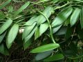 Vanille-Pflanze im tropischen Regenwald - Eua National Park, Königreich Tonga