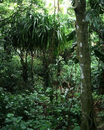 Im tropischen Regenwald - Eua National Park, Königreich Tonga