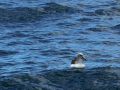 Whale Watching Tour, Kaikoura - ein schwimmender Albatros Diomedeidae