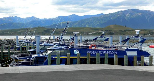 Kaikoura - die Flotte der Whale Watch Boote