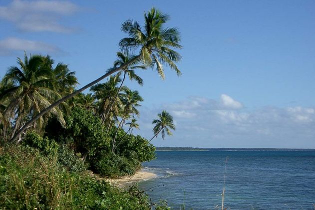 Die Palmen wiegen sich im Wind auf der Südsee-Insel Lifuka im Königreich Tonga.