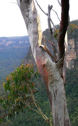 Das Jamison Valley in den Blue Mountains - New South Wales, Australien