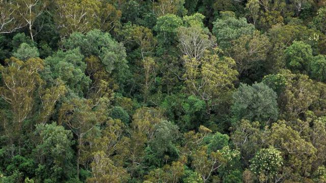 Eukalyptus-Wald in den Blue Mountains - New South Wales, Australien