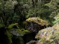 Kalter Regenwald im Fjordland an der Milford-Road - New Zealand State Highway 94 