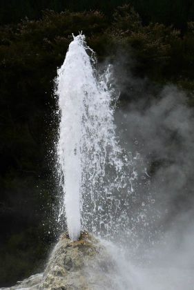 Der Lady Knox Geyser im Waiotapu Thermal Wonderland  - südlich von Rotorua, Neuseeland