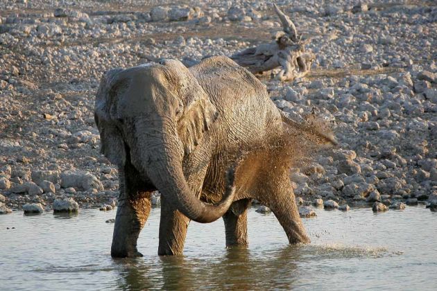 Ein Afrikanischer Elefant bei der Körperpflege - Loxodonta africana - am Wasserloch von Okaukuejo im Etosha National Parks von Namibia