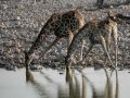 Tiere in Afrika - Trinkende Giraffen - Giraffa camelopardalis - am Wasserloch von Okaukuejo im Etosha National Park von Namibia