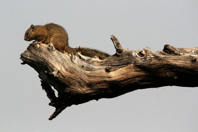 Ockerfuss-Buschhörnchen, Paraxerus cepapi, Smith's bush squirrel 