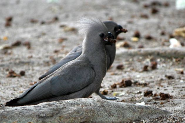 Vögel in Afrika - Graue Lärmvögel