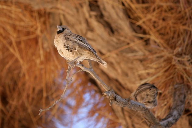 Vögel in Afrika - Siedlerwebervogel