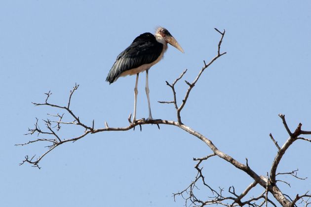 Vögel in Afrika - Marabou