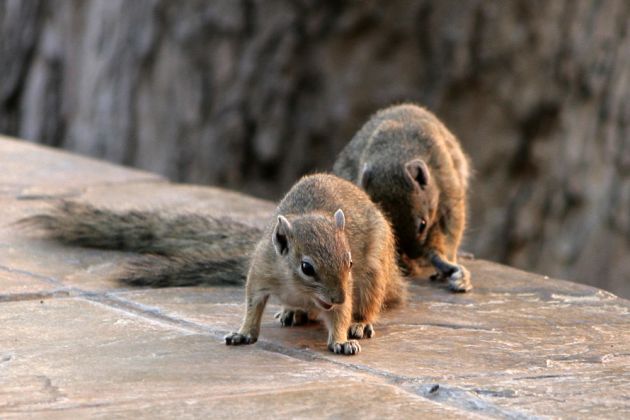 Ockerfuss-Buschhörnchen - Paraxerus cepapi - Smiths bush squirrel