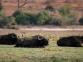 Tiere in Afrika - Afrikanische Büffel, Syncerus caffer, am Chobe-River im Chobe National Park in Botswana