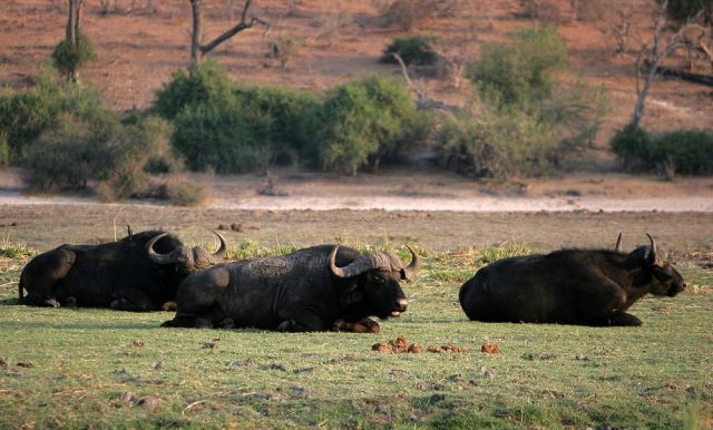 Tiere in Afrika - Afrikanische Büffel, Syncerus caffer, am Chobe-River im Chobe National Park in Botswana