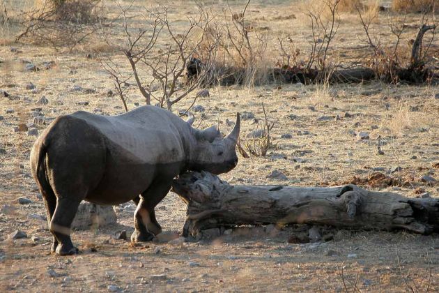 Rhinos, Nashörner in Afrika - Ein Breitmaul-Nashorn - Ceratotherium simum - am Wasserloch des Halili-Camps im Etosha National Park in Namibia