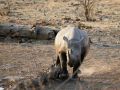 Ein Breitmaul-Nashorn - Ceratotherium simum - am Wasserloch des Halili-Camps im Etosha National Park in Namibia