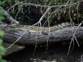 Ein junges Nilkrokodil - Crocodylus niloticus - am Ufer des Kwando Rivers im Caprivistreifen von Namibia.