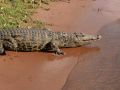 Nahaufnahme eines Nilkrokodils - Crocodylus niloticus - am Ufer des Chobe Rivers im Chobe National Park von Botswana