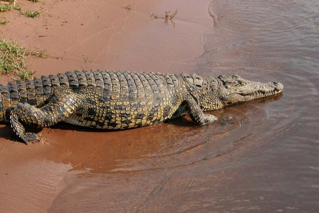 Nahaufnahme eines Nilkrokodils - Crocodylus niloticus - am Ufer des Chobe Rivers im Chobe National Park von Botswana