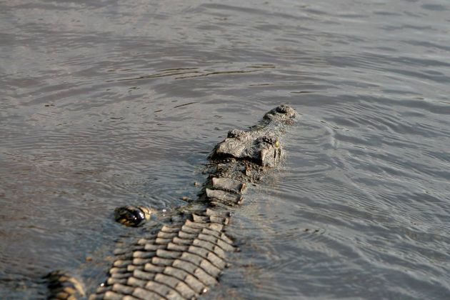 Nahaufnahme eines Nilkrokodils - Crocodylus niloticus - am Chobe River im Chobe National Park von Botswana