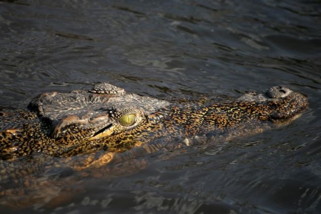 Nahaufnahme des Kopfes eines Nilkrokodils - Crocodylus niloticus - am Chobe River im Chobe National Park von Botswana