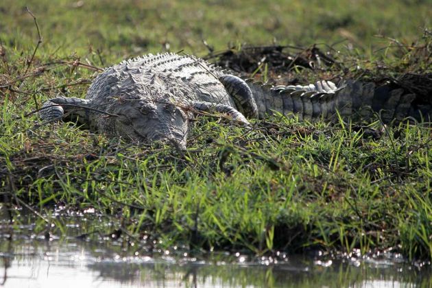 Nahaufname eines Nilkrokodils - Crocodylus niloticus -  am Ufer des Chobe Rivers im Chobe National Park von Botswana