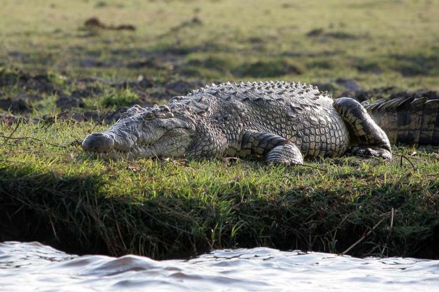 Ein Nilkrokodil - Crocodylus niloticus - am Ufer des Chobe Rivers im Chobe National Park von Botswana