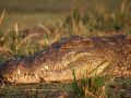 Der Kopf eines Nilkrokodils - Crocodylus niloticus - am Ufer des Chobe Rivers im Chobe National Park von Botswana