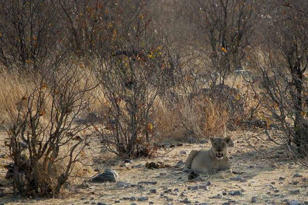 Löwen in Afrika - Wildlife