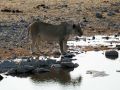 Löwen in Afrika - Ein weiblicher Löwe - Panthera leo - am Wasserloch des Halali-Camps im Etosha-National-Park von Namibia