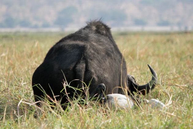 Büffel in Afrika - Afrikanischer Büffel, Syncerus caffer, am Chobe-River im Chobe National Park in Botswana