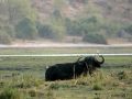Büffel in Afrika - Afrikanischer Büffel, Syncerus caffer, am Chobe-River im Chobe National Park in Botswana