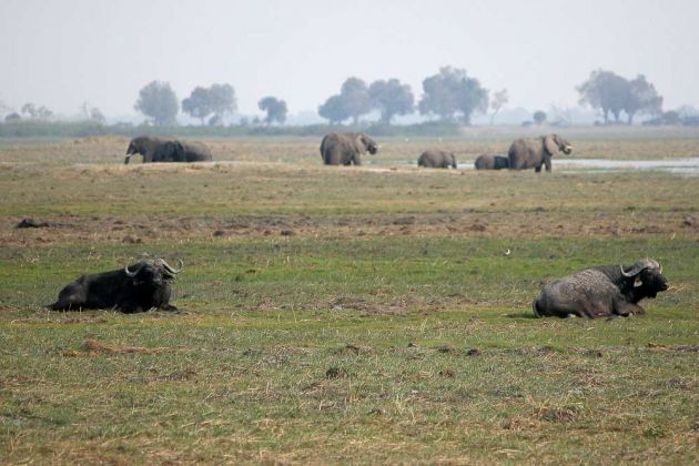Büffel in Afrika - Afrikanische Büffel, Syncerus caffer, am Okawango im Caprivi-Streifen von Namibia