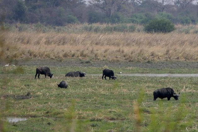 Büffel in Afrika - Afrikanische Büffel, Syncerus caffer, am Okawango im Caprivi-Streifen von Namibia