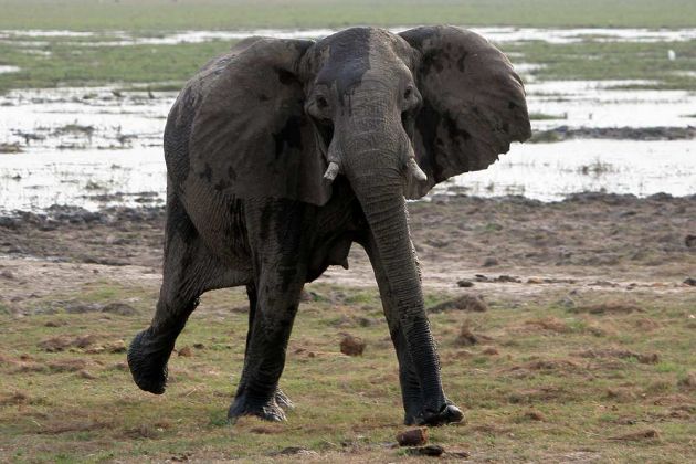 Ein Afrikanischer Elefant, Loxodonta africana, an den Ufern des Okawango nähert sich dem Fotografen