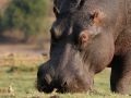 Hippos, Flusspferde in Afrika - Wildlife