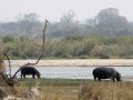 Hippos, Flusspferde in Afrika - Wildlife