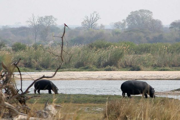 Afrikanische Flusspferde - Hippopotamus amphibius - am Ufer des Okawango-Rivers im Caprivi-Strip im Norden Namibias