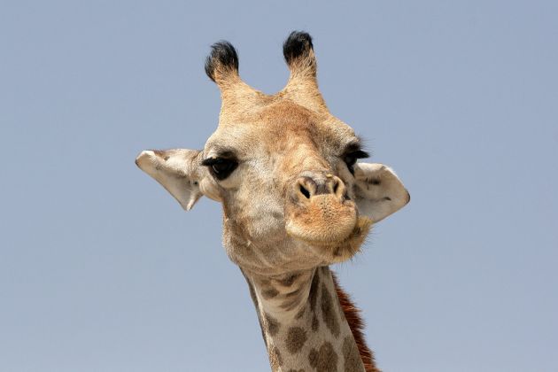 Ein Giraffen-Porträt - Giraffa camelopardalis - im Etosha National Park an der grossen Salzpfanne im Norden Namibias