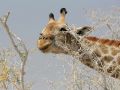 Giraffen in Afrika - Wildlife