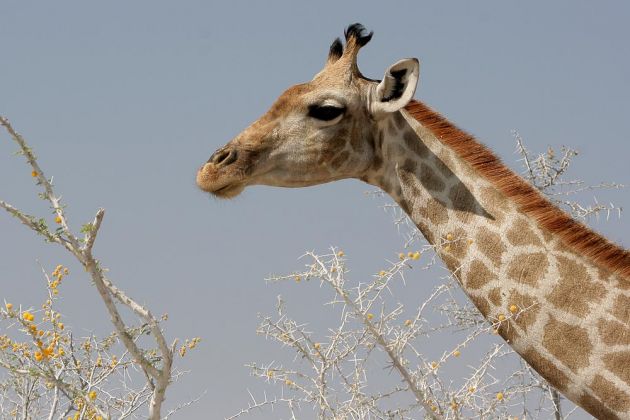 Giraffen in Afrika - Ein Giraffen-Porträt - Giraffa camelopardalis - im Etosha National Park an der grossen Salzpfanne im Norden Namibias