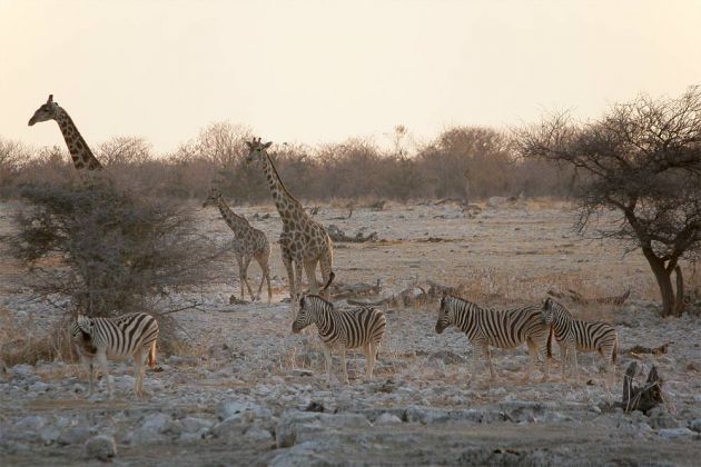 Giraffen - Giraffa camelopardalis - am Wasserloch von Okaukuejo im Etosha National Park von Namibia